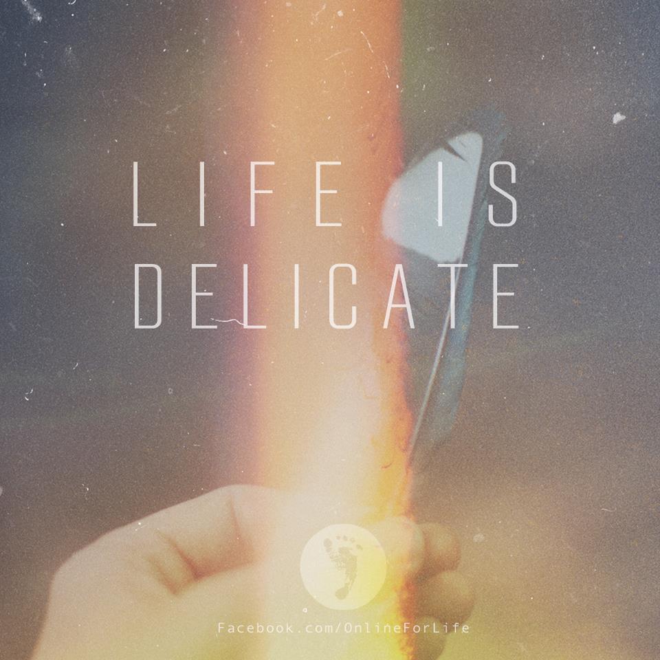 Life is Delicate