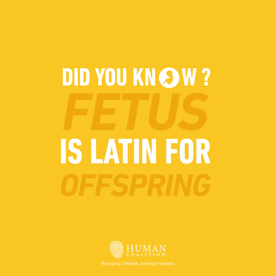 do you know fetus is latin for offspring